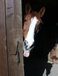 cheval qui tire la langue