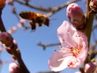 bee towards a flower