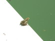 frog before jump