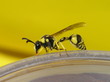 wasp drinking