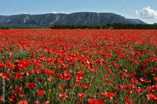 champ de coquelicots champ de coquelicots