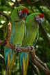 couple de perroquets vert (2) couple de perroquets vert (2)