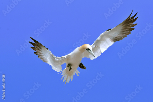 oiseau