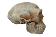 homo erectus