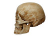 homo sapiens