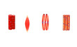 composition des muscles