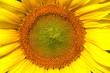 coeur de tournesol coeur de tournesol