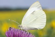 papillon sur chardon papillon sur chardon