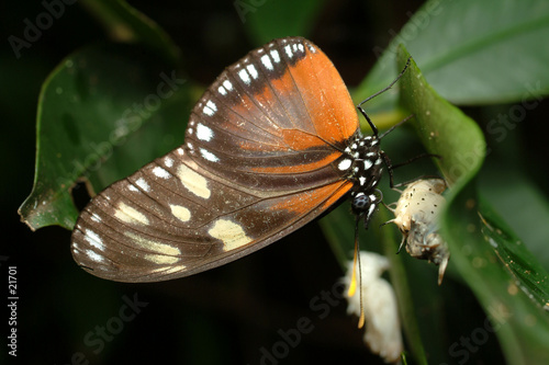 papillon costa rica
