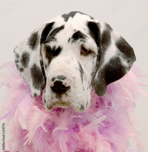 dogue allemand