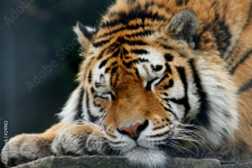 tigre de sibérie tigre de sibérie