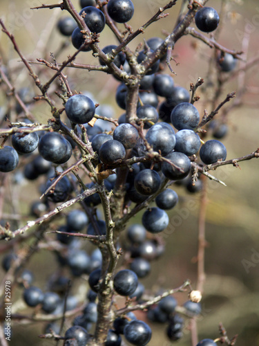 prunellier