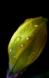 narcisse