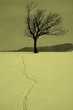 arbre solitude