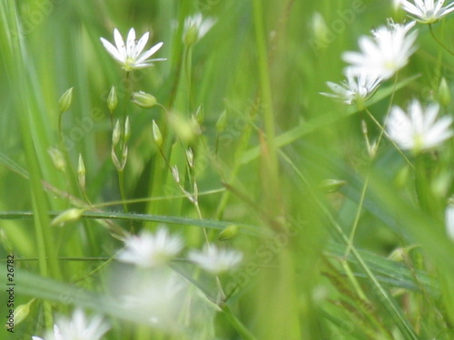 fleurs de champs