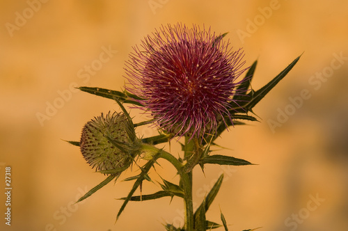 fleur de chardon - cirsium vulgare fleur de chardon - cirsium vulgare