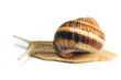 crawling snail crawling snail