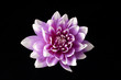 dahlia dahlia