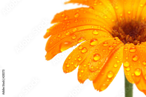 Gerber+daisies+background