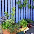 herb garden