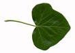 feuille de lierre feuille de lierre