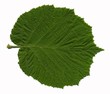 feuille de noisetier