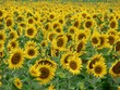 sunflower field 3 sunflower field 3