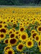 sunflower field 4 sunflower field 4