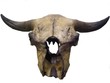 bison skull