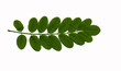 feuille d'acacia