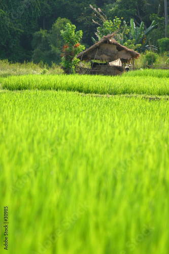rizière, bali, indonesie