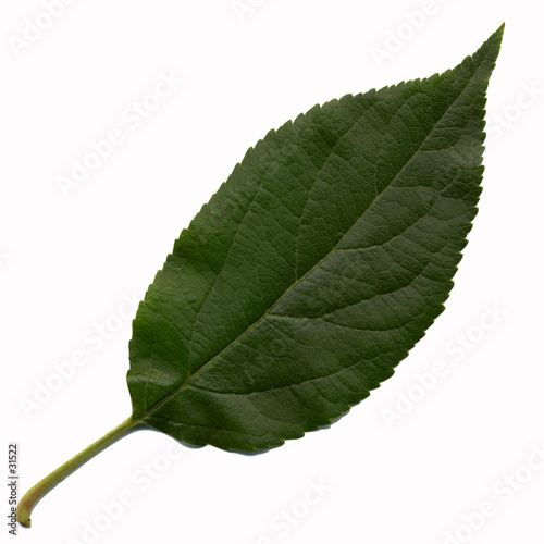 feuille de pommier
