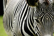 zebra zebra