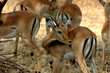 impala impala