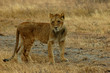 jeune lion jeune lion