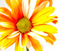 orange daisy