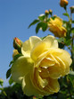 yellow rose