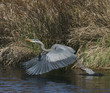 the take off