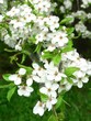 blooming twig