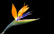 paradise flower