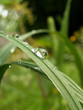 drop of rain