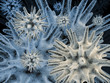 3d microbes #3 3d microbes #3