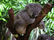 sleeping koala