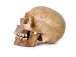skull 1 (path included)