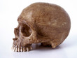 skull 1 - with  out jaw bone (path included)