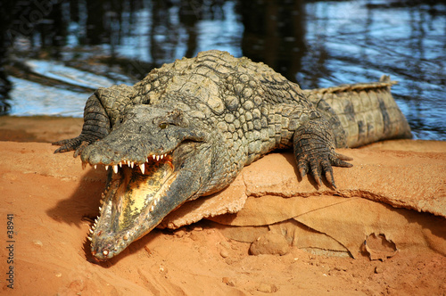 menace de crocodile