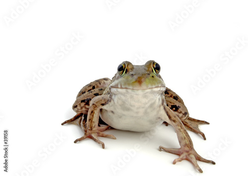 wood frog 2