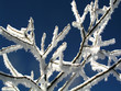 ice age