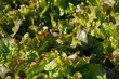 salade