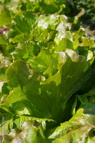 salade